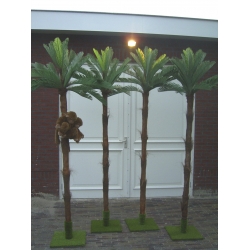 Palmbomen